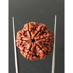 6 Mukhi Nepali Certified Rudraksha Size- 27.00 mm