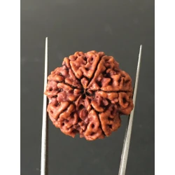 6 Mukhi Nepali Certified Rudraksha Size- 27.00 mm