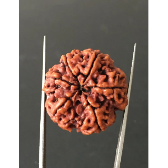 6 Mukhi Nepali Certified Rudraksha Size- 27.00 mm
