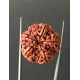 6 Mukhi Nepali Certified Rudraksha Size- 27.00 mm