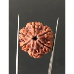 6 Mukhi Nepali Certified Rudraksha Size- 25.00 mm