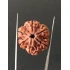 6 Mukhi Nepali Certified Rudraksha Size- 25.00 mm