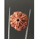 6 Mukhi Nepali Certified Rudraksha Size- 25.00 mm 6 Mukhi Nepali Certified Rudraksha Size- 25.00 mm