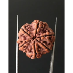 6 Mukhi Nepali Certified Rudraksha Size- 25.00 mm