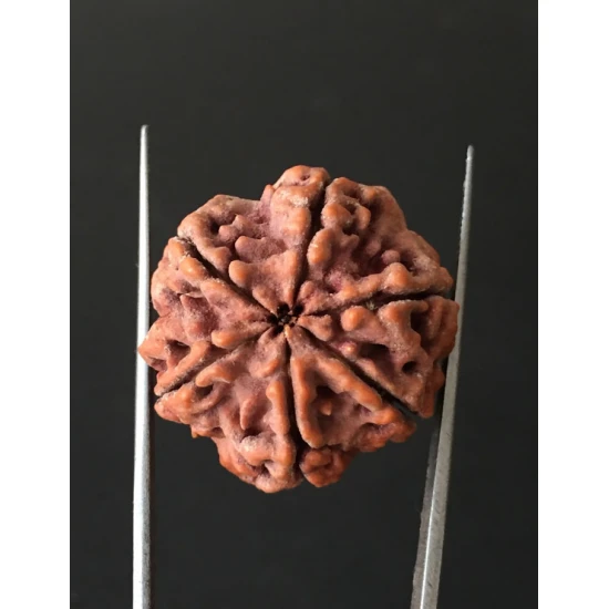 6 Mukhi Nepali Certified Rudraksha Size- 25.00 mm 6 Mukhi Nepali Certified Rudraksha Size- 25.00 mm
