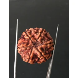 6 Mukhi Nepali Certified Rudraksha Size- 26.80 mm