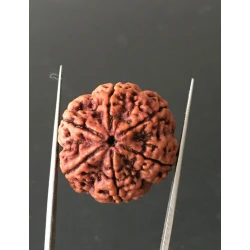 6 Mukhi Nepali Certified Rudraksha Size- 29.00mm