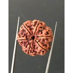 6 Mukhi Nepali Certified Rudraksha Size- 29.00mm