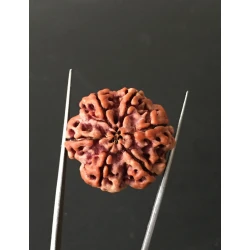 6 Mukhi Nepali Certified Rudraksha Size- 26.30 mm