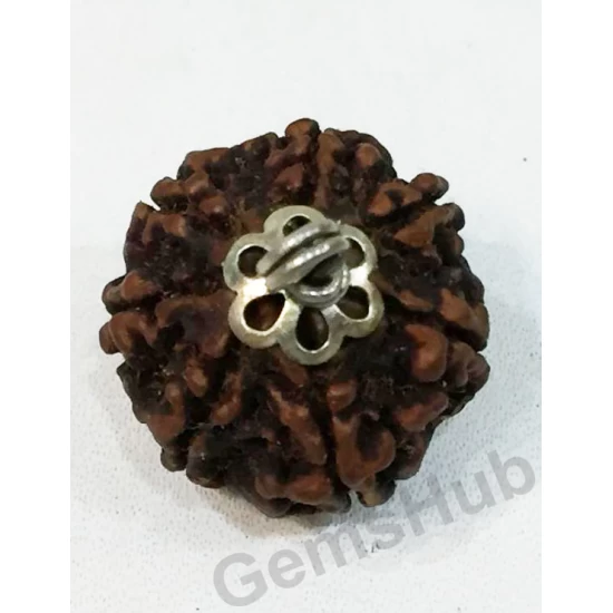 7 Mukhi Certified Nepali Rudraksha Pendant Silver (Chandi) Capping 7 Mukhi Certified Nepali Rudraksha Pendant Silver (Chandi) Capping