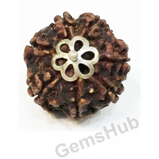 7 Mukhi Certified Nepali Rudraksha Pendant Silver (Chandi) Capping 7 Mukhi Certified Nepali Rudraksha Pendant Silver (Chandi) Capping