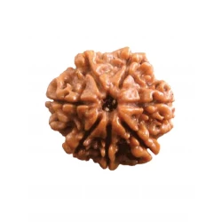 7 Mukhi Certified Nepali Rudraksha Size- 15 to 17 mm