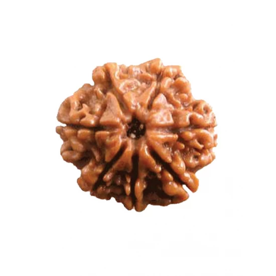 7 Mukhi Certified Nepali Rudraksha Size- 15 to 17 mm 7 Mukhi Certified Nepali Rudraksha Size- 15 to 17 mm