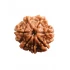 7 Mukhi Certified Nepali Rudraksha Size- 15 to 17 mm