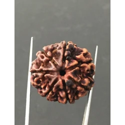 7 Mukhi Certified Nepali Rudraksha Size- 24 mm