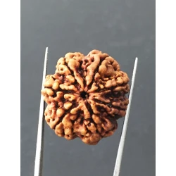 7 Mukhi Certified Nepali Rudraksha Size- 24.7 mm