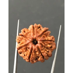 7 Mukhi Certified Nepali Rudraksha Size- 23.7 mm
