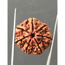 7 Mukhi Certified Nepali Rudraksha Size- 23.5 mm