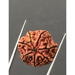 7 Mukhi Certified Nepali Rudraksha Size- 23.5 mm
