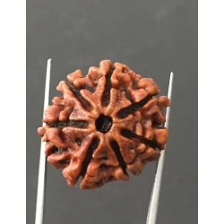 7 Mukhi Certified Nepali Rudraksha Size- 24 mm