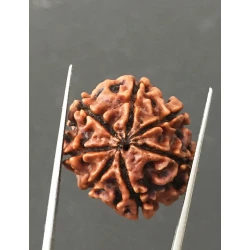 7 Mukhi Certified Nepali Rudraksha Size- 24 mm