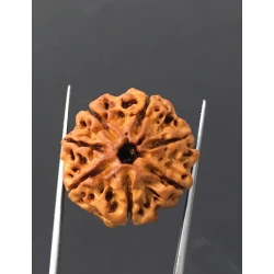 7 Mukhi Certified Nepali Rudraksha Size- 23.4 mm