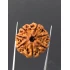 7 Mukhi Certified Nepali Rudraksha Size- 23.4 mm