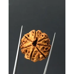 7 Mukhi Certified Nepali Rudraksha Size- 23.4 mm