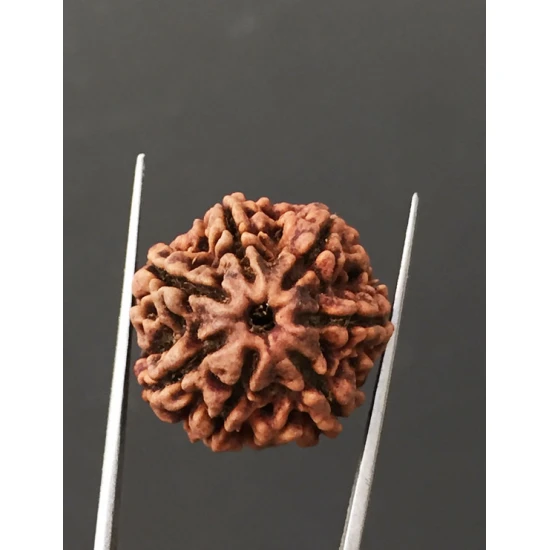 7 Mukhi Certified Nepali Rudraksha Size- 22 mm 7 Mukhi Certified Nepali Rudraksha Size- 22 mm