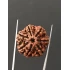 7 Mukhi Certified Nepali Rudraksha Size- 22 mm