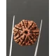 7 Mukhi Certified Nepali Rudraksha Size- 22 mm 7 Mukhi Certified Nepali Rudraksha Size- 22 mm