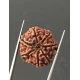 7 Mukhi Certified Nepali Rudraksha Size- 22 mm 7 Mukhi Certified Nepali Rudraksha Size- 22 mm