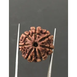 7 Mukhi Certified Nepali Rudraksha Size- 23.4 mm