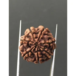 7 Mukhi Certified Nepali Rudraksha Size- 23.4 mm