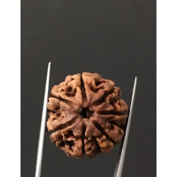 7 Mukhi Certified Nepali Rudraksha Size- 22 mm