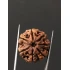 7 Mukhi Certified Nepali Rudraksha Size- 22 mm