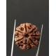 7 Mukhi Certified Nepali Rudraksha Size- 22 mm 7 Mukhi Certified Nepali Rudraksha Size- 22 mm