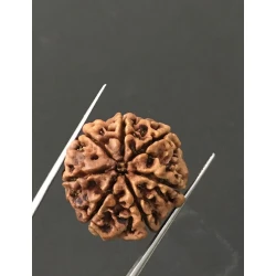 7 Mukhi Certified Nepali Rudraksha Size- 22 mm