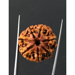 7 Mukhi Certified Nepali Rudraksha Size- 23.6 mm