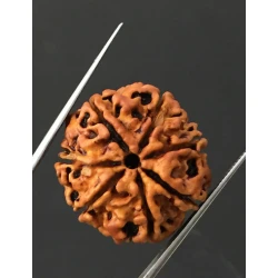 7 Mukhi Certified Nepali Rudraksha Size- 23.6 mm