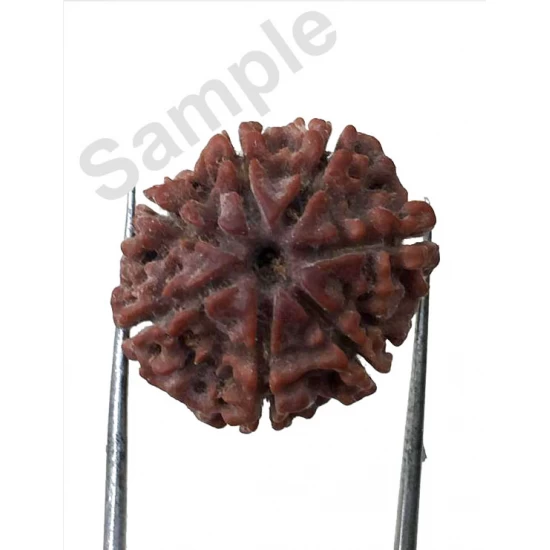 7 Mukhi Certified Nepali Rudraksha Size- 17 to 20 mm 7 Mukhi Certified Nepali Rudraksha Size- 17 to 20 mm