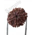 7 Mukhi Certified Nepali Rudraksha Size- 17 to 20 mm
