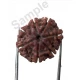 7 Mukhi Certified Nepali Rudraksha Size- 17 to 20 mm 7 Mukhi Certified Nepali Rudraksha Size- 17 to 20 mm