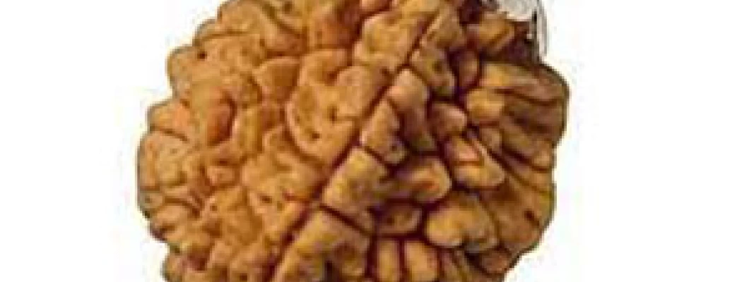 2 मुखी रुद्राक्ष लाभ ( 2 Mukhi Rudraksha Benefits)