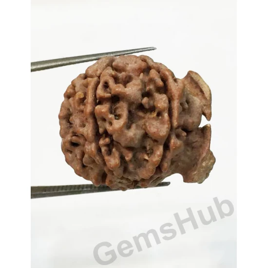 Natural Nepali Ganesh Rudraksha Natural Nepali Ganesh Rudraksha