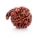 Ganesh Rudraksha 