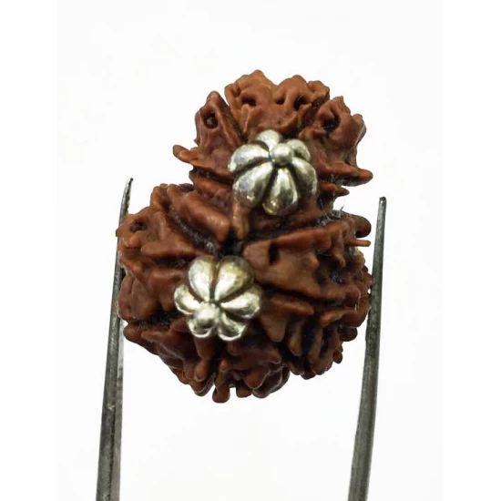 Garbh Gauri Rudraksha Silver Pendant (Nepal Origin) Garbh Gauri Rudraksha Silver Pendant (Nepal Origin)
