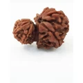 Garbh Gauri Rudraksha