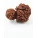 Garbh Gauri Rudraksha