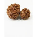 Gauri Shankar Rudraksha 